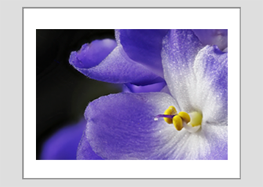 matted print - (African Violet HV) - 11"x14"
