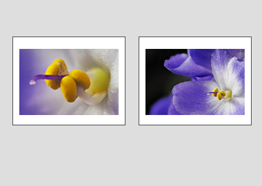 Both matted prints - (African Violet) - 11"x14" each