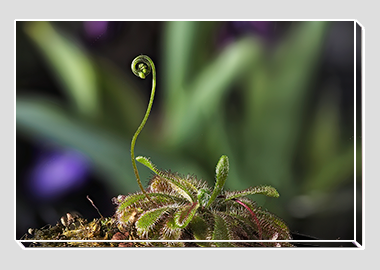 canvas print - (Alice Sundew HV) - 8"x12"