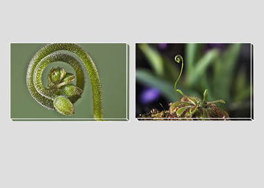 Both canvas prints - (Alice Sundew) - 8"x12" each