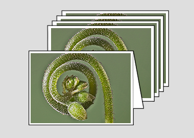 Package of 5 greeting cards - (Alice Sundew HBV) – 4.5″x6.25″