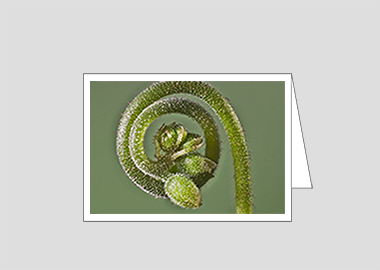 Fine art greeting card - (Alice Sundew HBV) – 4.5″x6.25″