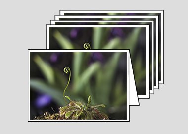 Package of 5 greeting cards - (Alice Sundew HV) – 4.5″x6.25″