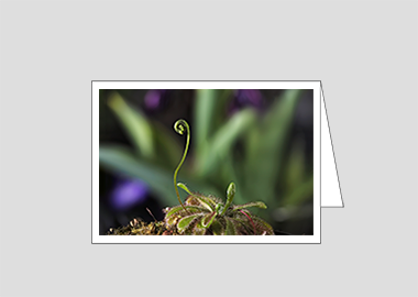 Fine art greeting card - (Alice Sundew HV) – 4.5″x6.25″