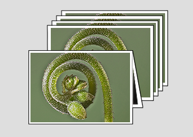 Package of 5 greeting cards - (Alice Sundew) – 4.5″x6.25″