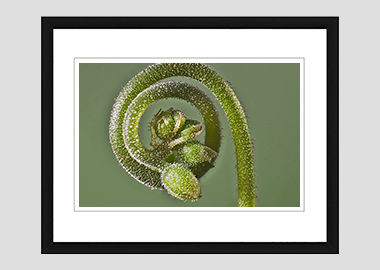 framed print - (Alice Sundew HBV) - 8"x10"