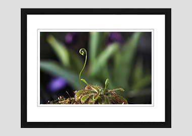 framed print - (Alice Sundew HV) - 8"x10"
