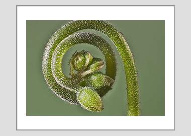 matted print - (Alice Sundew HBV) - 11"x14"