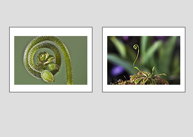 Both matted prints - (Alice Sundew) - 11"x14" each