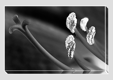 canvas print - (Aphrodite in B&W HBV) - 8"x12"