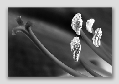 canvas print - (Aphrodite in B&W HBV) - 8"x12"