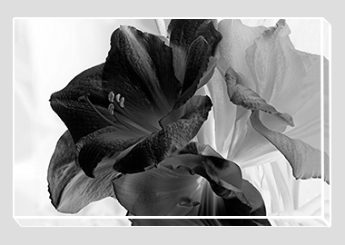 canvas print - (Aphrodite in B&W HV) - 8"x12"