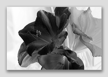 canvas print - (Aphrodite in B&W HV) - 12"x18"