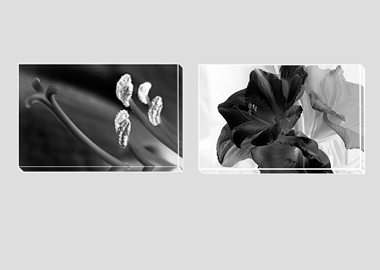 Both canvas prints - (Aphrodite in B&W) - 8"x12" each