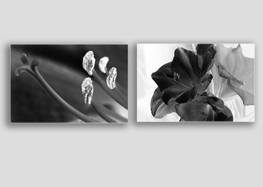 Both canvas prints - (Aphrodite in B&W) - 12"x18" each