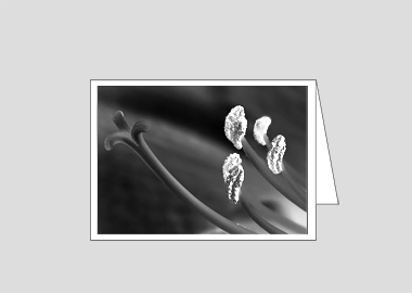 Fine art greeting card - (Aphrodite in B&W HBV) – 4.5" x 6.25″