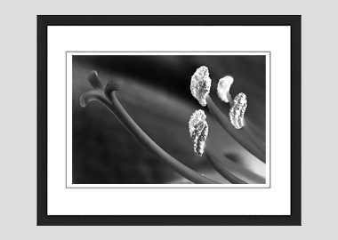 framed print - (Aphrodite in B&W HBV) - 8"x10"
