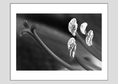 matted print - (Aphrodite in B&W HBV) - 11"x14"