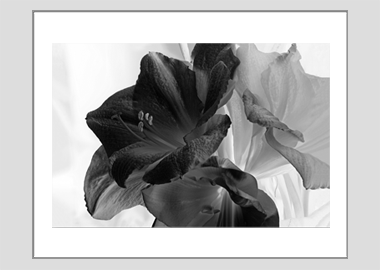 matted print - (Aphrodite in B&W HV) - 11"x14"