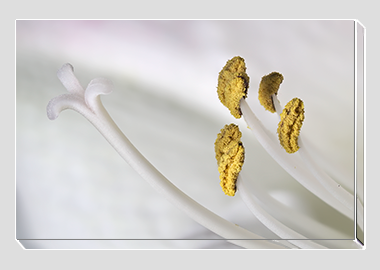 canvas print - (Aphrodite HBV) - 8"x12"