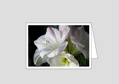 Fine art greeting card - (Aphrodite HV) – 4.5″x6.25″