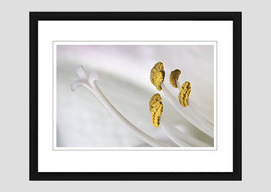 framed print - (Aphrodite HBV) - 8"x10"