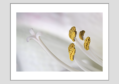 matted print - (Aphrodite HBV) - 11"x14"