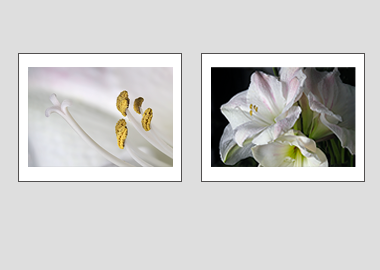 Both matted prints - (Aphrodite) - 11"x14" each