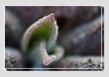 canvas print - (Bee's Bliss HBV) - 8"x12"