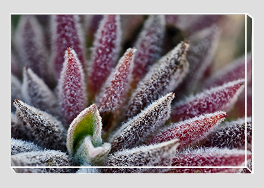 canvas print - (Bee's Bliss HV) - 8"x12"