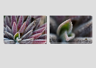 Both canvas prints - (Bee's Bliss) - 8"x12" each