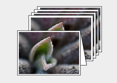 Package of 5 greeting cards - (Bee's Bliss HBV) – 4.5″x6.25″