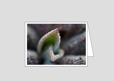 Fine art greeting card - (Bee's Bliss HBV) – 4.5″x6.25″