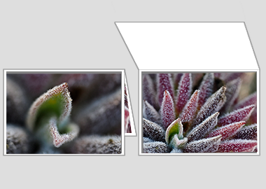 Fine art greeting card - (Bee's Bliss) – 4.5″x6.25″