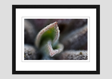 framed print - (Bee's Bliss HBV) - 8"x10"