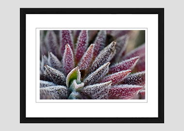 framed print - (Bee's Bliss HV) - 8"x10"