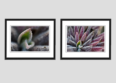 Both framed prints - (Bee's Bliss) - 8"x10" each