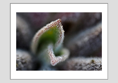 matted print - (Bee's Bliss HBV) - 11"x14"