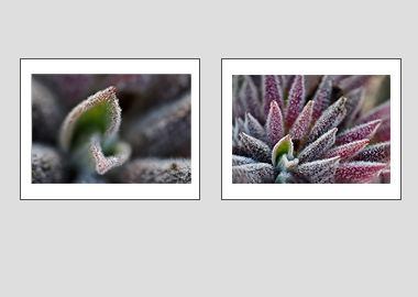 Both matted prints - (Bee's Bliss) - 11"x14" each