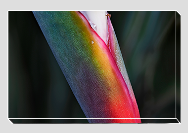 canvas print - (Bird of Paradise HBV) - 8"x12"