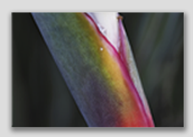 canvas print - (Bird of Paradise HBV) - 8"x12"