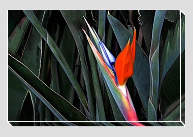 canvas print - (Bird of Paradise HV) - 8"x12"
