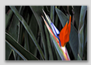 canvas print - (Bird of Paradise HV) - 8"x12"