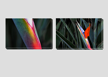 Both canvas prints - (Bird of Paradise) - 8"x12" each