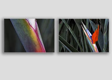 Both canvas prints - (Bird of Paradise) - 8"x12" each