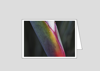 Fine art greeting card - (Bird of Paradise HBV) – 4.5″x6.25″