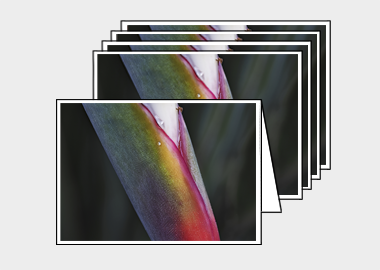 Package of 5 greeting cards - (Bird of Paradise HBV) – 4.5″x6.25″