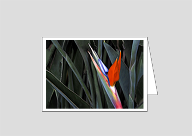 Fine art greeting card - (Bird of Paradise HV) – 4.5″x6.25″