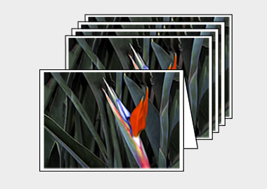 Package of 5 greeting cards - (Bird of Paradise HV) – 4.5″x6.25″