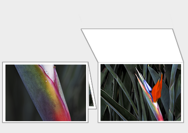Fine art greeting card - (Bird of Paradise) – 4.5″x6.25″
